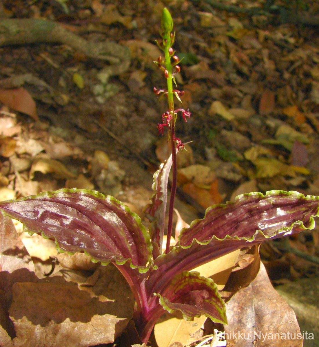 Malaxis discolor (Lindl.) Kuntze